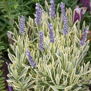 Лаванда Lavandula angustifolia 'Platinum Blonde'